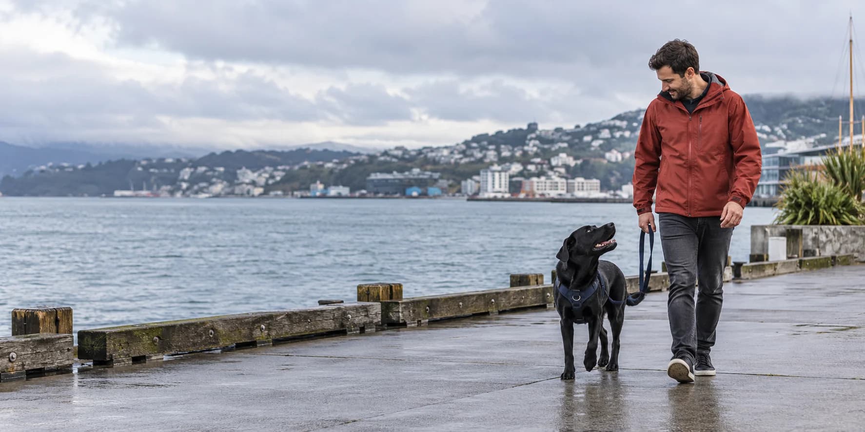 AI-generated illustration of a black Labrador walking with its handler on a New Zealand harbour promenade